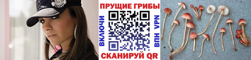 наркотики  блэк спрут ссылки  Псилоцибиновые грибы Psilocybe  Пугачёв 